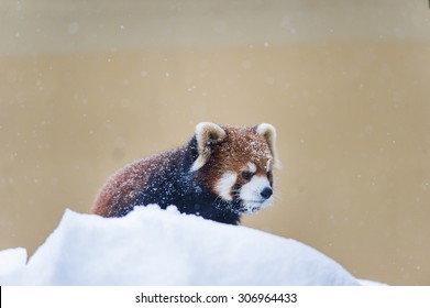 Red Panda Playing On Snow