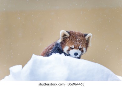 Red Panda Playing On Snow