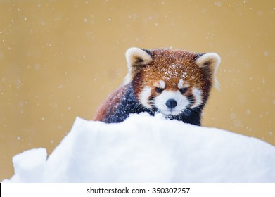 Red Panda Playing On Snow Winter