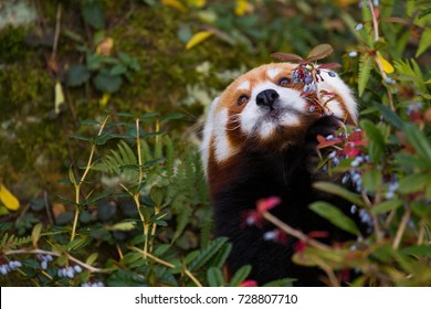 Red Panda, Prague Zoo