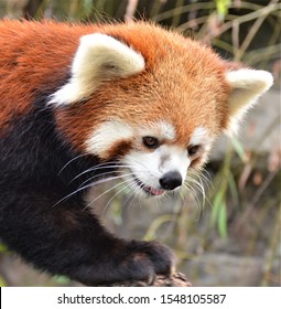 Red Panda Is Preparing To Jump