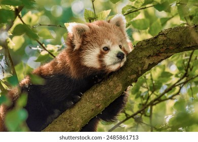 Red Panda resting up in a tree - Powered by Shutterstock