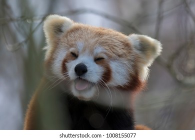 red panda sat in a tree with the expression of laughter, tongue sticking out.