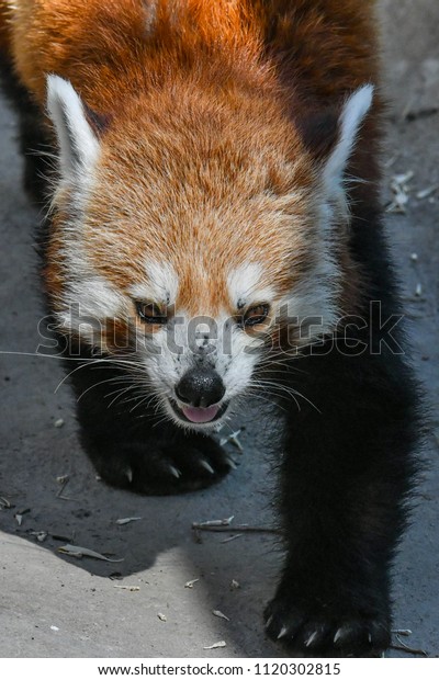 Red Panda showing\
his teeth at Hogle Zoo