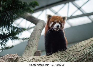 Red Panda At Singapore River Safari