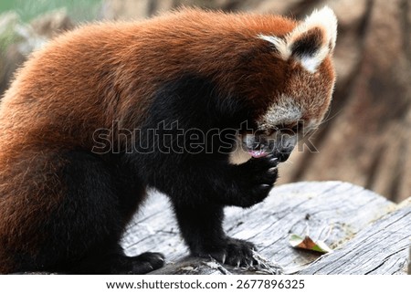 A red panda sitting on a log licks its paw. An image showing the natural grooming behavior of the animal.