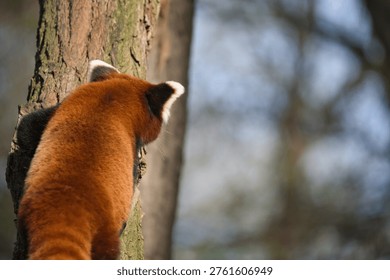 Red Panda Skillfully Climbing a Tree