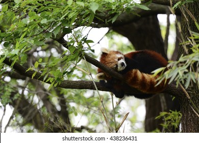 Red Panda Sleeping 