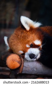 The Red Panda Sleeping Alone.