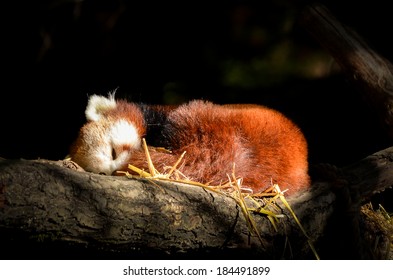 Red Panda Sleeping In A Nest