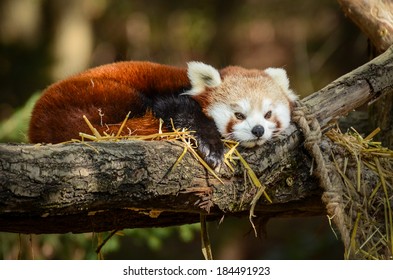 Red Panda Sleeping In A Nest