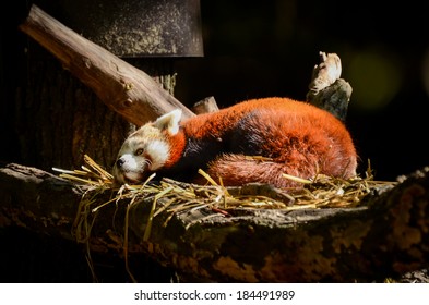 Red Panda Sleeping In A Nest