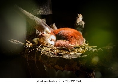 Red Panda Sleeping In A Nest. Firefox In Nature.