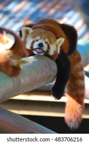 Red Panda Sleeping On Log