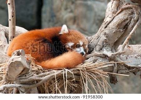 a red panda is sleeping on tree