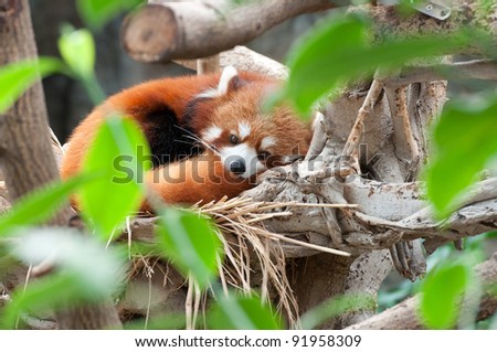 a red panda is sleeping on tree