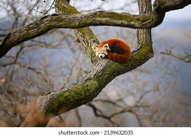 Red panda sleeping on wooden branch - Shutterstock ID 2139632035