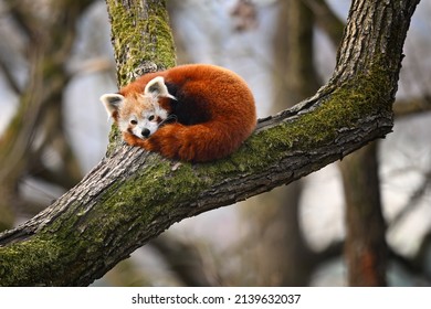 Red panda sleeping on wooden branch - Shutterstock ID 2139632037