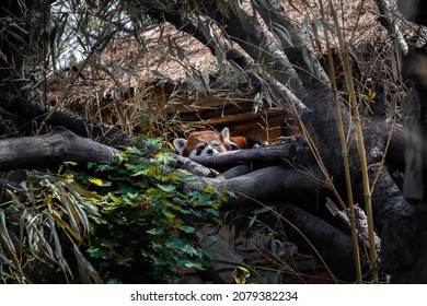 Red Panda Sleeping In A Tree