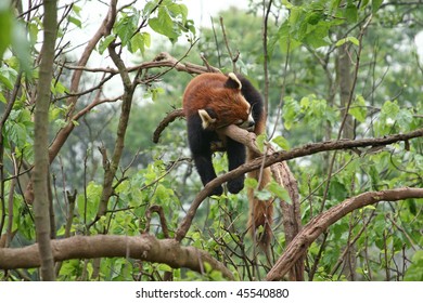 Red Panda Sleeping In Tree