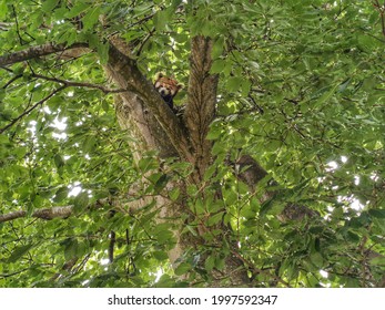 Red Panda Sneaking From Its Nest.