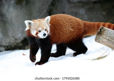 A red panda in the snow