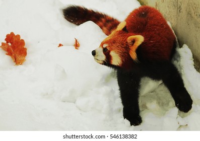 Red Panda In The Snow