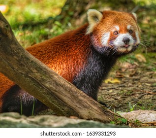 Red Panda standing next to a tree stump looking towards camera. - Powered by Shutterstock