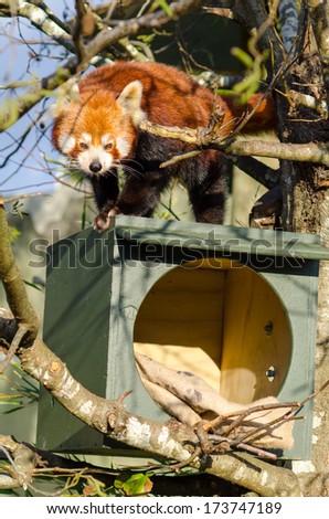 Red Panda standing on a tiny house