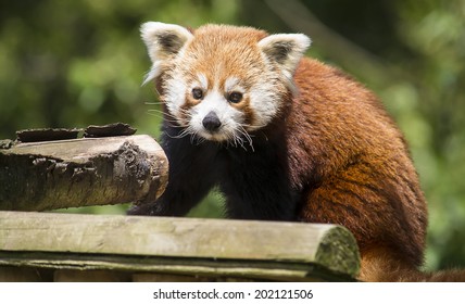 370 Red Panda Standing Stock Photos, Images & Photography | Shutterstock