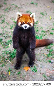  Red Panda stands on its hind legs.