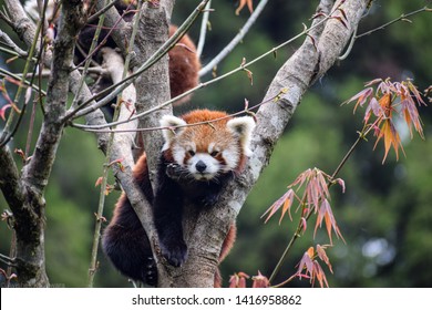 Sikkim Animals Images Stock Photos Vectors Shutterstock
