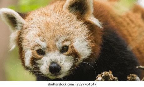 A Red Panda taking a Pose