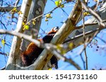 Red panda in a tree