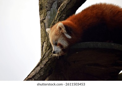 Red panda in a tree looking down