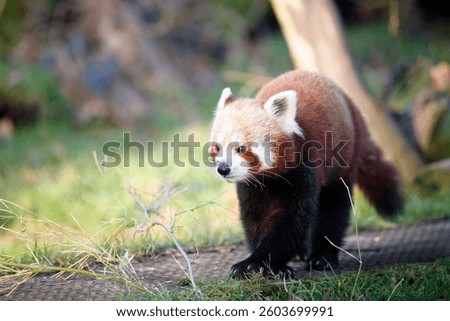 A Red Panda walking, looking to the left.