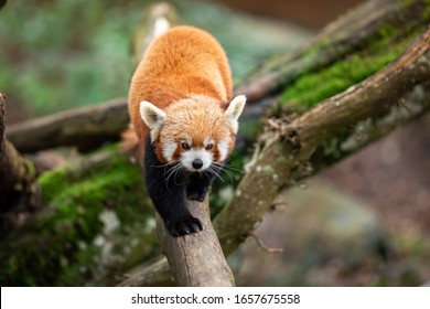 Red panda walking on the tree - Shutterstock ID 1657675558