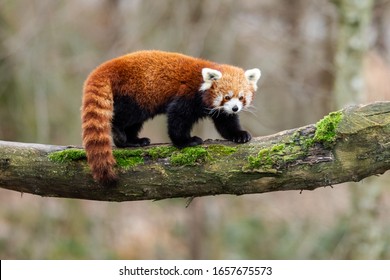Red panda walking on the tree - Shutterstock ID 1657675573
