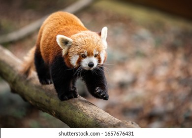 Red panda walking on the tree - Shutterstock ID 1657676431