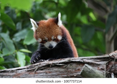 Red panda which is also called the lesser panda or the red bear-cat and the red cat-bear from the eastern Himalayas and southwestern China