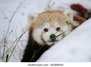 Red Panda In A Winter