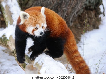 Red Panda In A Winter