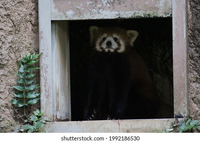 A red panda in the zoo - Shutterstock ID 1992186530