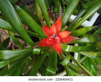 Red Pandanus Flower With Glossy Green Leaves