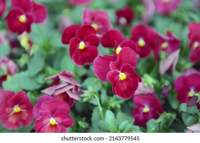 Red Pansies In The Park