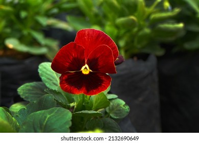 Red Pansies were planted in polybags before being transferred to larger pots. Blurred background.                               