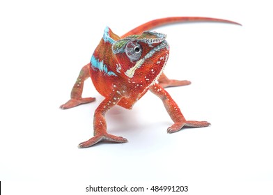 Red Panther Chameleon Isolated On White Background