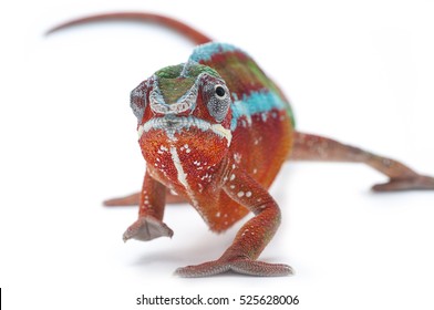 Red Panther Chameleon Isolated On White Background