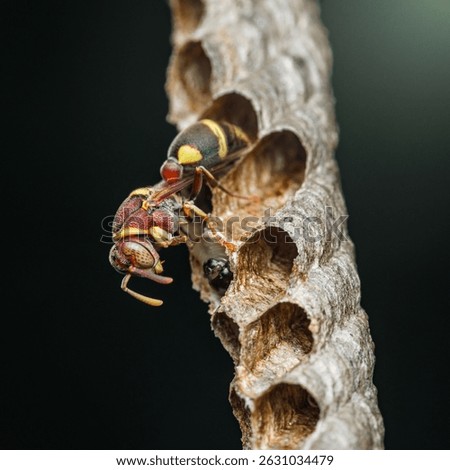 Red paper wasp constructing and defending its nest against a blurred dark background, showcasing visible larvae developing within the honeycomb cells of the colony