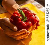 Red paprika close up. Giant bell pepper fruit in female hands. Organic food planted at backyard garden. Harvesting season. Saturated yellow background.